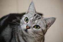 cat da fuq you just said.jpg