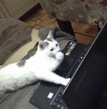 cat contemplates this.jpg