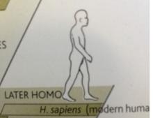 later homo.jpg