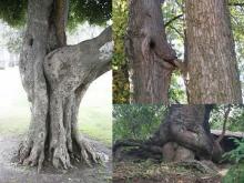 treesex.jpg