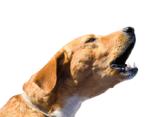 dog.png