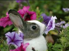 Bunny Rabbit with flowers.jpg