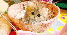 Kitten - cutest-cat-gifs-bowl-kitte.gif