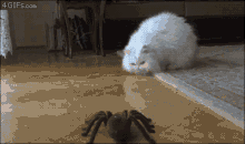 Cat spider play.gif