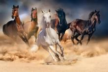 horse-herd-run-desert-sand-storm-ag.jpg