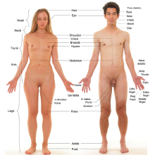 Sex Anatomy including GENITALS.png