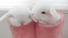 cute-bunny-gif-51.gif
