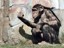 monkey finger.jpg