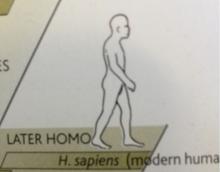 later homo.jpg