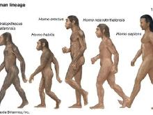 Evolution without humor.jpg