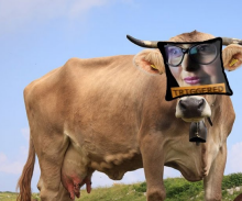 cowtherine.png
