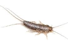 silverfish.jpg silverfish.jpg