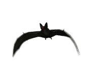 vampire_bat_flying_lg_wht.gif