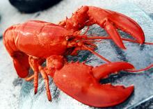 lobster-red.jpg