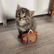 kitten travel.jpg kitten travel.jpg