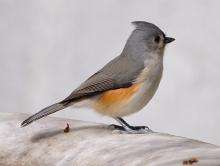 DSC_0014_01-s.jpg DSC_0014_01-s.jpg