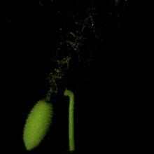 Cucumber Squirts_.jpg