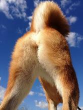 dog-butt04.jpg