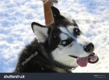 stock-photo-siberian-husky-smile-13.jpg