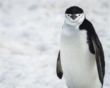 penguin.jpg penguin.jpg