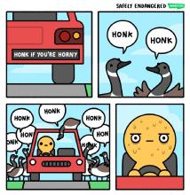 honk.jpg