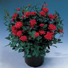 Roses miniature-red-rose.jpg