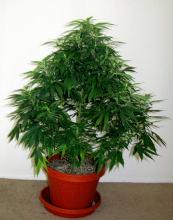 Marijuana plant in pot.jpg
