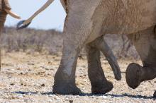 Elephant penis.jpg