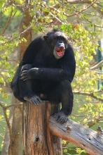 440px-Chimpanzee_in_tree.jpg