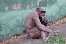 shavedmonkey-Apeshit.jpg