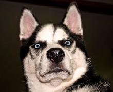 Dog snear.jpg