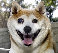 dog grin.jpg