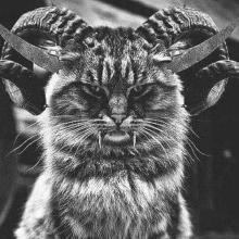 sataniccat.jpg
