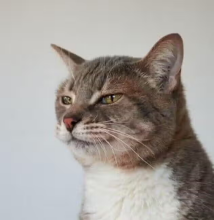 0b0276ea1b0e77fc.png
