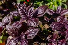 Basil Purple.jpg